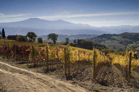 Montalcino-vigneti-panoramaValD'Orcia