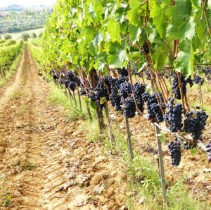 Vendemmia 2014 Montalcino Casato Prime Donne Vendemmia 2014 Montalcino Casato Prime Donne