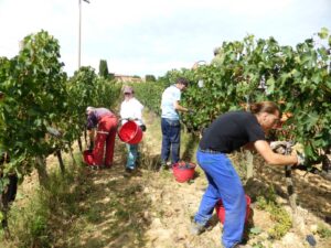 Vendemmia 2014 Sangiovese Fattoria del Colle Vendemmia 2014 Sangiovese Fattoria del Colle