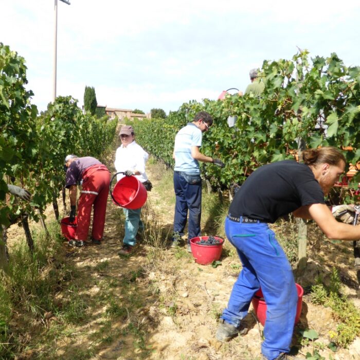 Vendemmia 2014 Sangiovese Fattoria del Colle