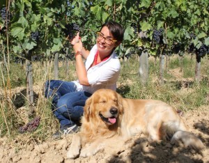 Harvest-2014-August-Sangiovese-at-Fattoria-del-Colle Harvest-2014-August-Sangiovese-at-Fattoria-del-Colle