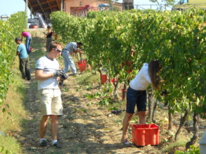 Vendemmia Casato Prime Donne Vendemmia Casato Prime Donne