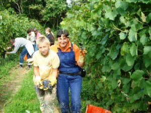vendemmia_Fattoria_del_Colle vendemmia_Fattoria_del_Colle