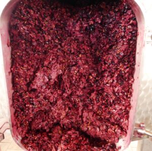 Svinatura del Merlot Svinatura del Merlot