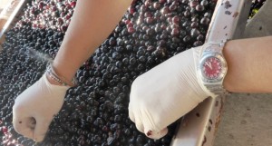 Manual selection of the grapes Manual selection of the grapes
