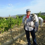 Harvest 2011 Merlot at Fattoria del Colle Harvest 2011 Merlot at Fattoria del Colle