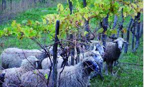 Vigneto senza diserbanti Vigneto senza diserbanti