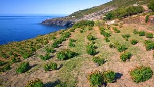 Pantelleria shrub shaped vines Pantelleria shrub shaped vines