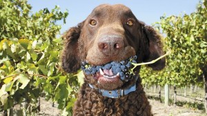 rodneywinedog (1)