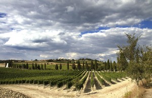 Capitoni Pienza I vigneti