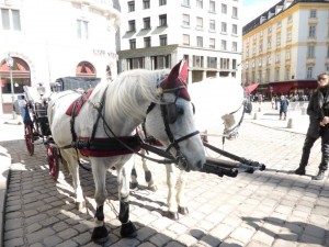 Vienna cavalli con scaldaorecchi