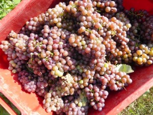 Traminer
