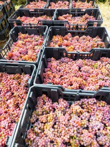 Traminer uva per passito Fattoria del Colle