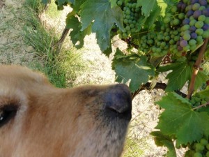 Felix e Sangiovese 29 luglio 2015 P1060321