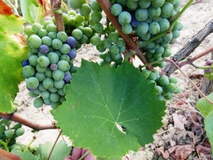 Foglia Tonda 29 luglio 2015