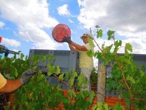 Vendemmia2012_Fattoria del Colle 