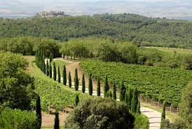Montalcino Vineyards Montalcino vineyards