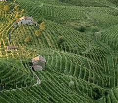 Prosecco vineyards Prosecco vineyards