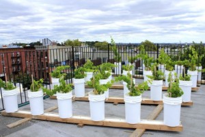 Urban Vineyard Rooftop Reds