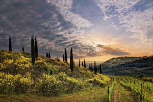 Toscana terra di grandi vini