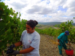 Montalcino-Casato-Prime-Donne-vendemmia-2012