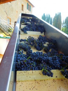 Merlot_Fattoria_del_Colle