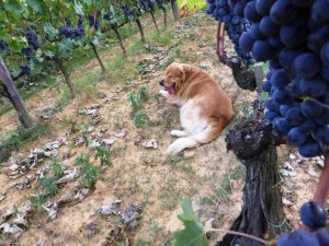 Felix cane della vendemmia alla Fattoria del Colle