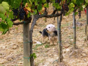 il cane della vendemmia Annibale