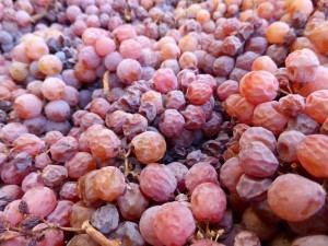traminer per passito Fattoria del Colle