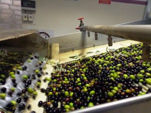 Frantoio inizio della lavorazione