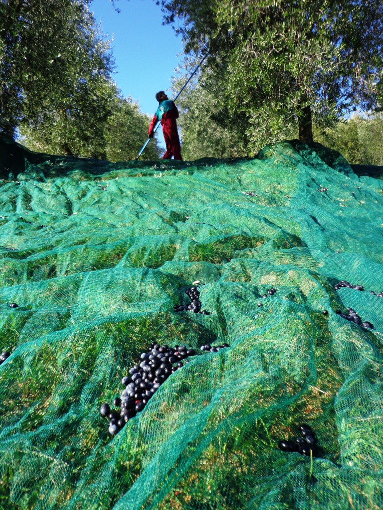 raccolta olive Fattoria del Colle