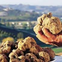 Tartufo bianco delle Crete senesi