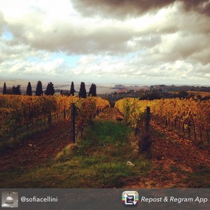 Vigneto Orcia Fattoria del Colle autunno