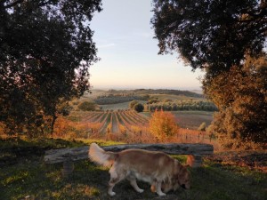 Vigneto sangiovese, Fattoria del Colle novembre 2015