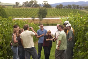 Australian Wine Tours in Victoria's Yarra Valley