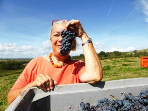 Brunello di Montalcino la vendemmia del Sangiovese