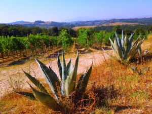 Vigneto sangiovese Cenerentola Fattoria del Colle
