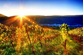 Sole sui vigneti e grande grado alcolico dell'uva