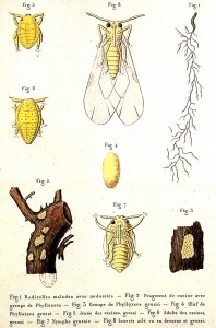 Ciclo Fillossera