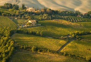 montalcino-vigneti