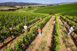 Vigne-di-Brunello-Montalcino-Casato-Prime-Donne