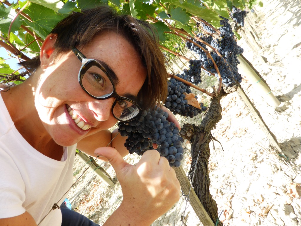 Vendemmia-Montalcino-Casato-Prime-Donne