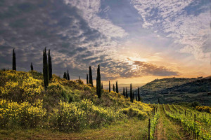 Montalcino