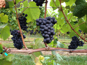 Pinot-Noir-Enzima-Sommelier