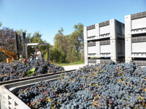 vendemmia-2016-Montalcino-Sangiovese-in-arrivo-al-Casato-Prime-Donne