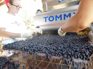 vendemmia-2016-scelta-acini-sangiovese-Casato-Prime-Donne