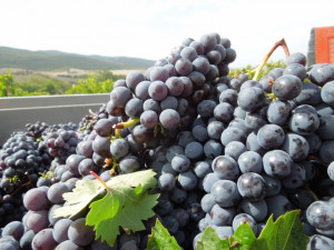 Vendemmia-2012-Montalcino-Casato-Prime-Donne