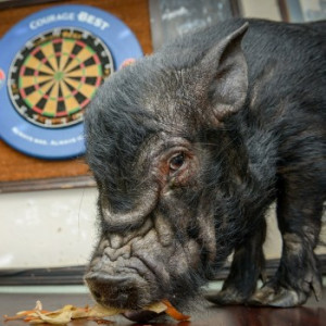 Drunken-animals-Francis-Bacon-pig-loves-beer