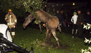 Drunken-elk
