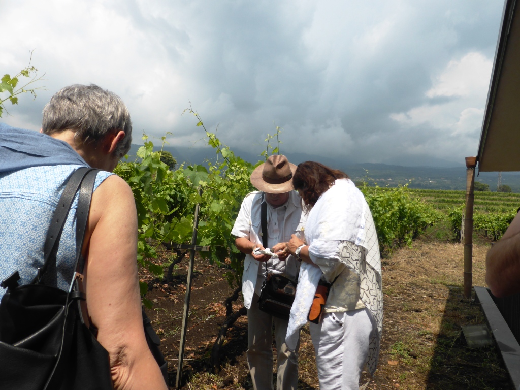 Vini-dei-vulcani-Scammacca del Murgo